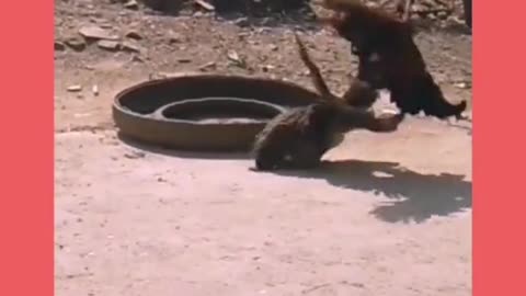 The dog; The cat; The mouse