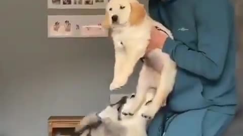 happy dog