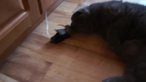 The British cat is hunting for a mouse
