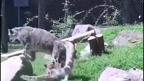 SOO FUNNY - FUNNY ANIMALS
