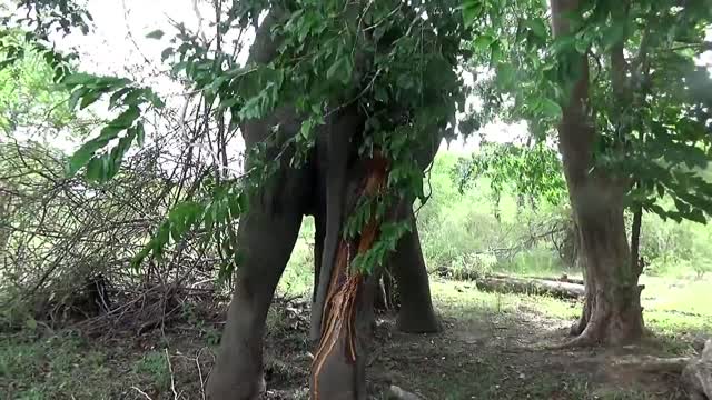 Heartwarming! Treating poor giant Elephant suffering from an abscess his leg by wildlife