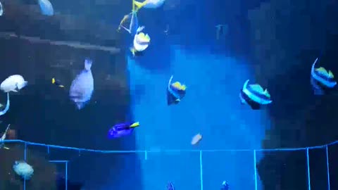 sea fish