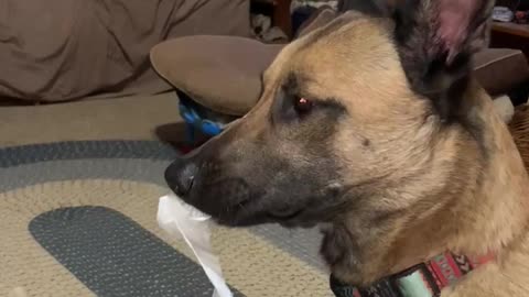 Malinois acts innocent about tearing up tissues