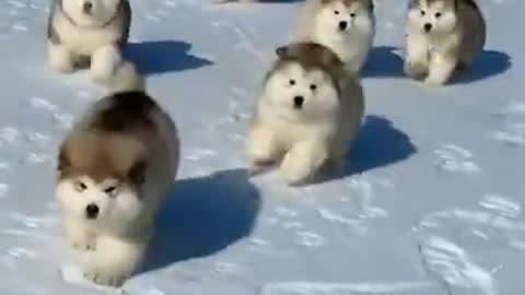 Aww These pets are Awesome Really #dogyman