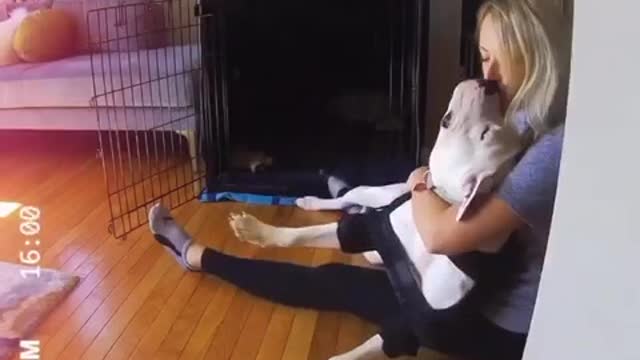 Morning doggy cuddles captured in sweet compilation Bmw5098