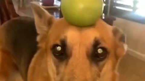 Try not to laugh... Funny animals😹‖ #shorts #funnyvideos