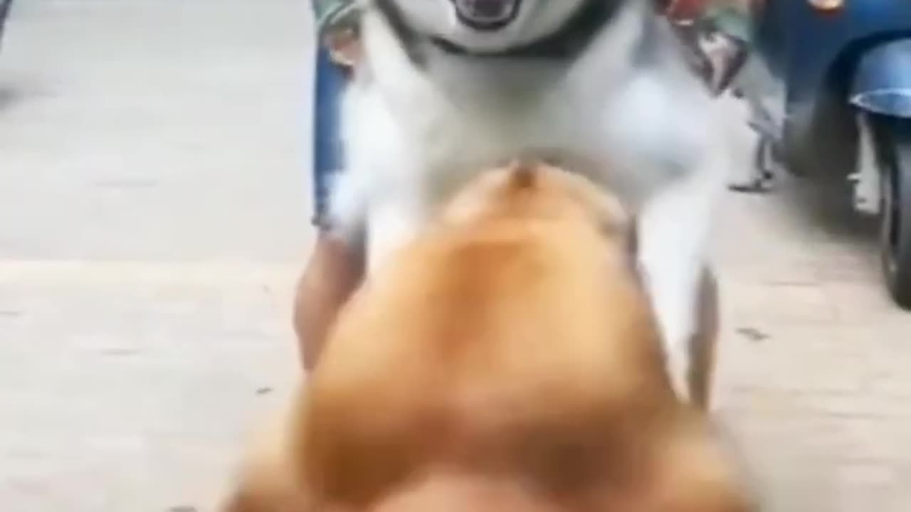 Funny Animals Video 😂 Try Not To Laugh 🤣 Part 2 #shorts