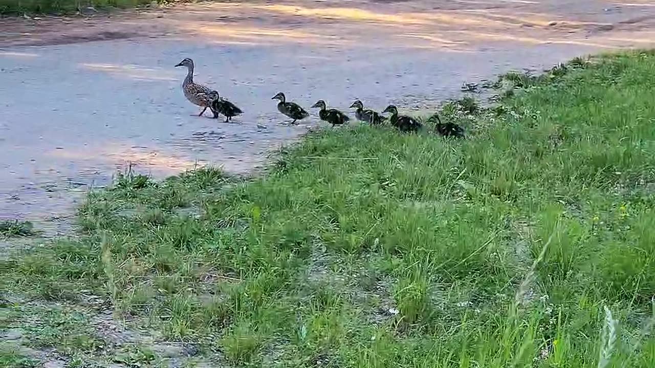 Water treatments for ducklings