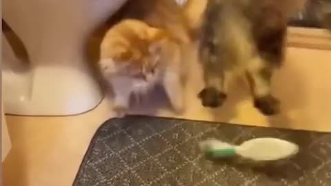 Funny Cats And Dogs Videos 😂 #4 - Best Funniest Animal Videos 2024 😅