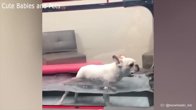 DOGS Being SILLY😂😍😜
