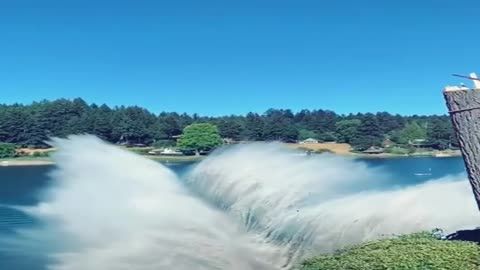 Tree falling into lake