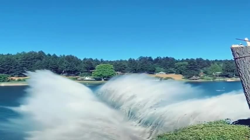 Tree falling into lake