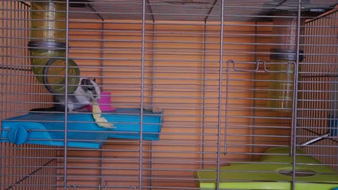 🐹Cute Guinea Pig🐹