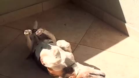 Dog paddling while laying upside down