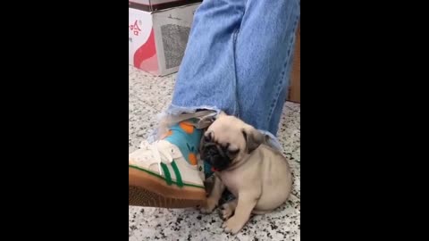 FUNNY VIDEO - FUNNY CATS AND DOGS AND ANIMALS