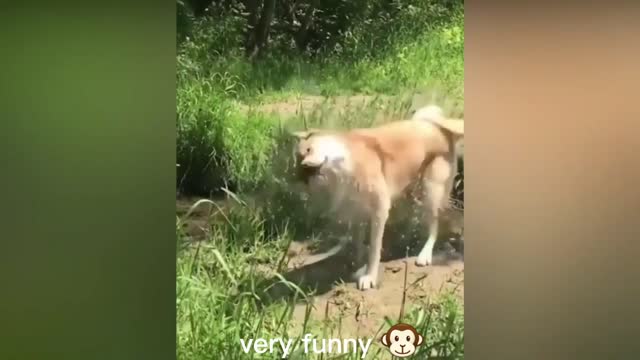 funny and qute animals compilation