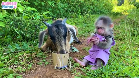 cute monkey picking grapes and playing with goat