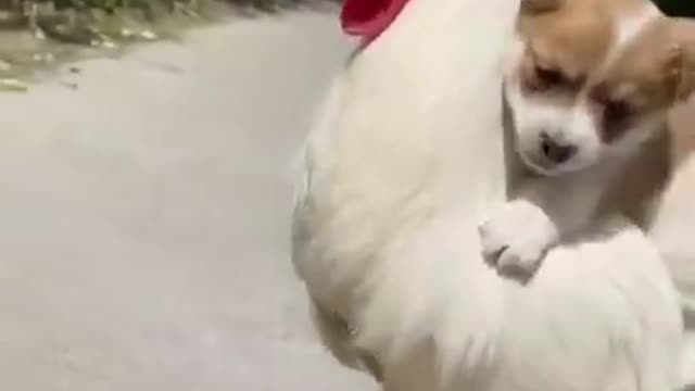 Baby Dogs - Cute and Funny Dog Videos Compilation # 3 | Aww Animals