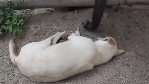 Funny animal baby elephant tries to wake up