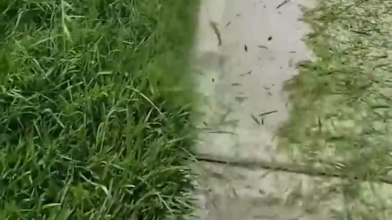 Owner Watches Worker Cutting Grass! 😳