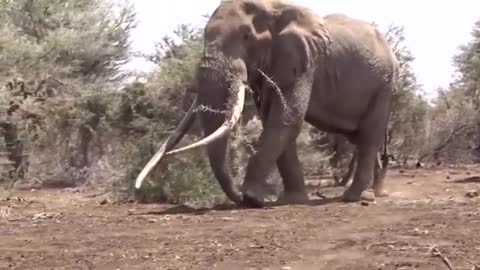 Top Ten Largest Elephants In Africa!