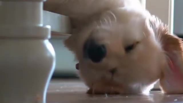 Stubborn Husky throws hilarious temper tantrum in the Room