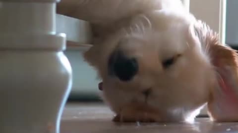 Stubborn Husky throws hilarious temper tantrum in the Room