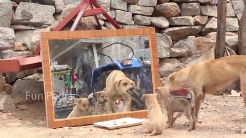 Mirror prank for dogs😂😂😂