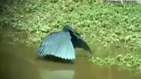 Very amazing