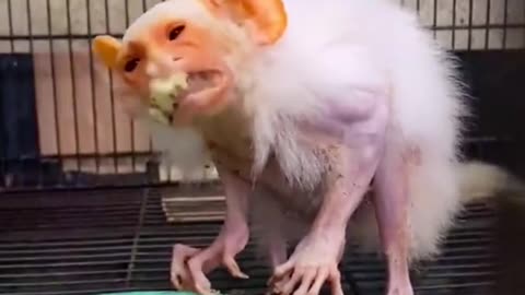 How can tell me what this animal