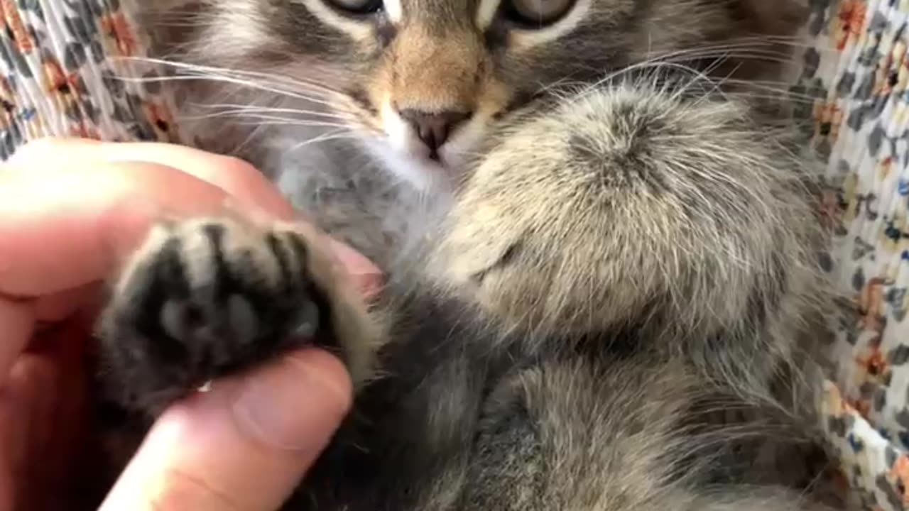 Adorable cat