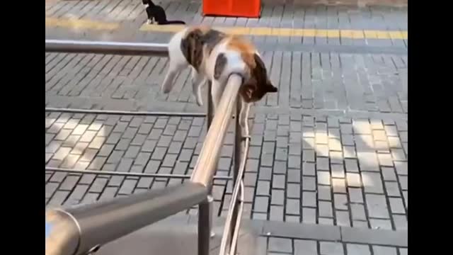 Cute and Funny Cat Videos to Keep You Smiling! wow
