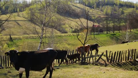 Herd of Cows in a pasture