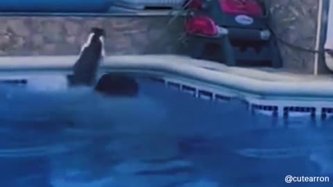 Funny cat video funny animals