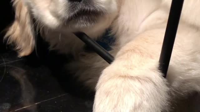 Puppy so tried he cant keep his eyes open