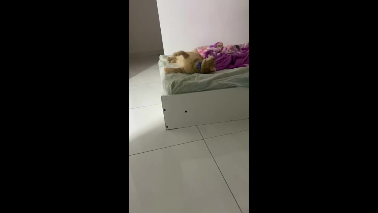 Distracting with the cat