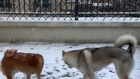 this puppy from siberia sees snow for the first time today/