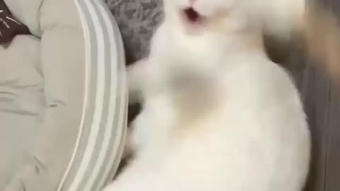Funny animals 2023😆 - Funniest Cats and