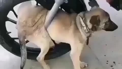 Cute animal behavior makes you happy