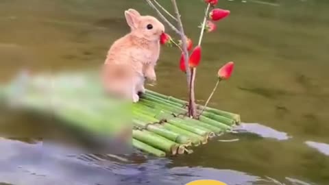 Funny rabbits 🐇🐇🐇