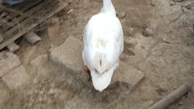 Indian Funny duck trolling