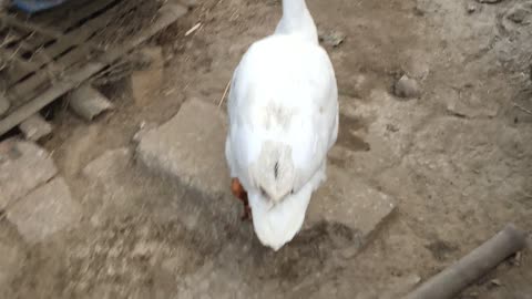 Indian Funny duck trolling
