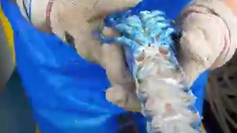 1 in 2 million rare lobster find