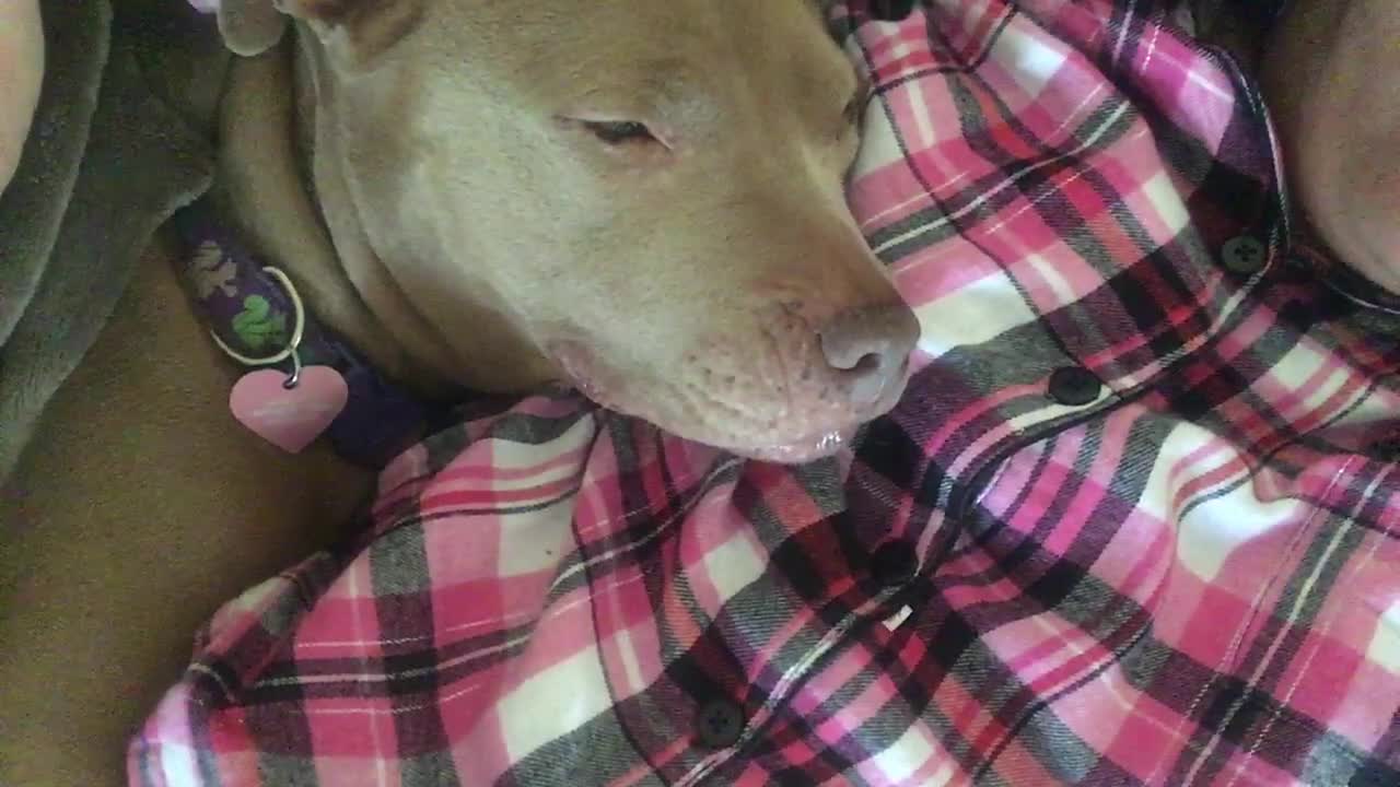 Lucy the Hero Dog falls asleep when her mom sings her a lullaby.