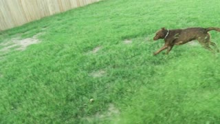 That dog needs safety glasses!