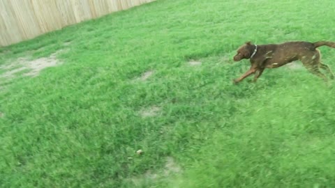 That dog needs safety glasses!
