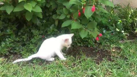 100 cats videos- cats funny videos