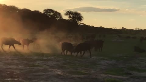 Cape Buffalo Rumble in the Vlei