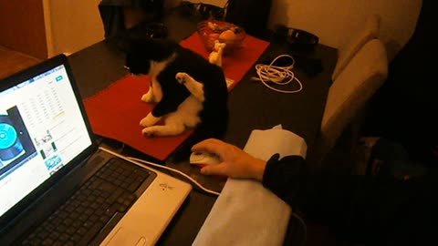 Katten och kusin Roland vid datorn.