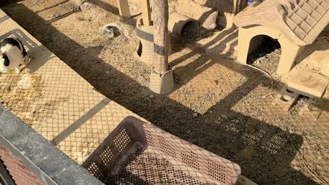 A video of rabbit feeding.